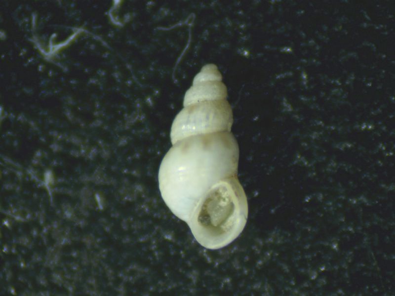 PUSILLINA RADIATA